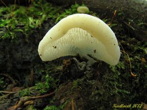 Klikni pro velký obrázek