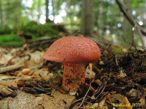 Klikni pro velký obrázek