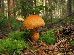 Klikni pro velký obrázek