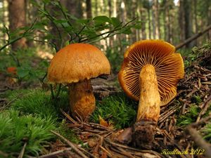 Klikni pro velký obrázek