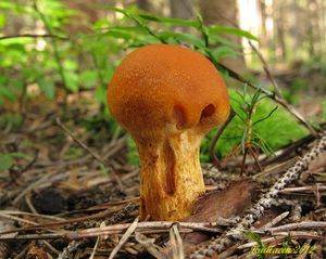 Klikni pro velký obrázek