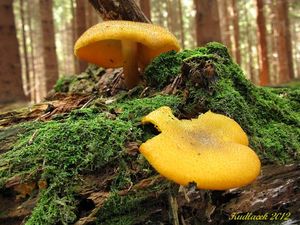 Klikni pro velký obrázek