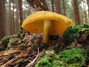 Klikni pro velký obrázek