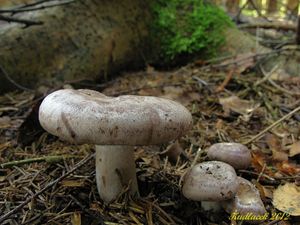 Klikni pro velký obrázek