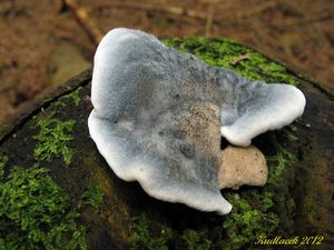 Klikni pro velký obrázek