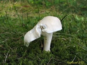 Klikni pro velký obrázek