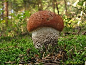 Klikni pro velký obrázek