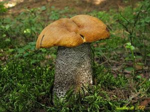 Klikni pro velký obrázek