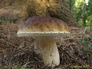 Klikni pro velký obrázek