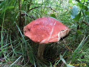 Klikni pro velký obrázek