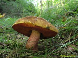 Klikni pro velký obrázek