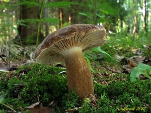 Klikni pro velký obrázek