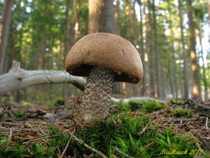 Klikni pro velký obrázek