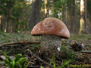 Klikni pro velký obrázek