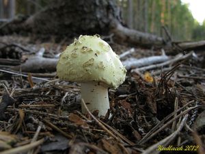 Klikni pro velký obrázek