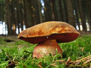 Klikni pro velký obrázek