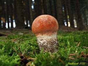 Klikni pro velký obrázek