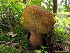 Klikni pro velký obrázek