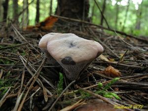 Klikni pro velký obrázek