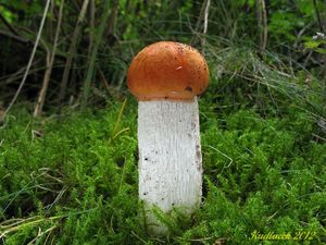 Klikni pro velký obrázek