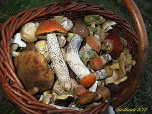 Klikni pro velký obrázek