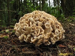 Klikni pro velký obrázek