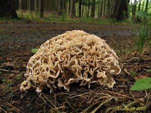 Klikni pro velký obrázek