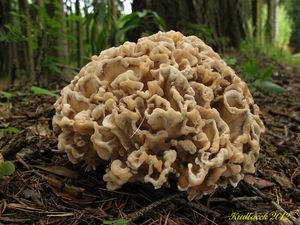 Klikni pro velký obrázek