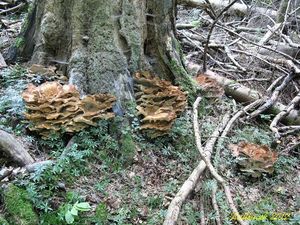 Klikni pro velký obrázek