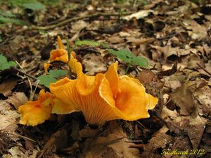 Klikni pro velký obrázek