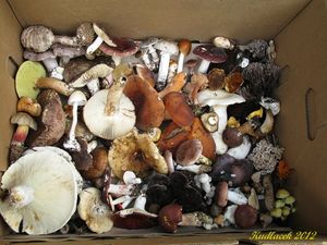 Klikni pro velký obrázek