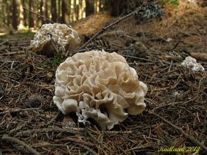 Klikni pro velký obrázek