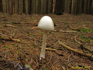 Klikni pro velký obrázek