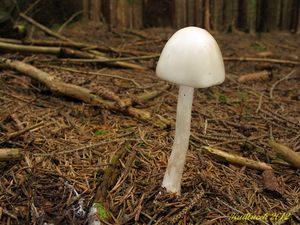 Klikni pro velký obrázek