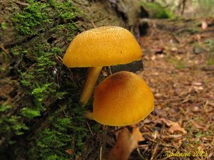 Klikni pro velký obrázek