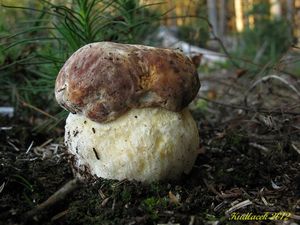 Klikni pro velký obrázek