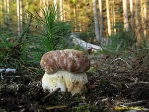 Klikni pro velký obrázek