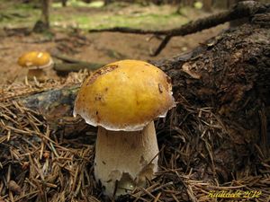 Klikni pro velký obrázek