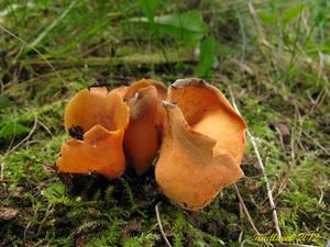 Klikni pro velký obrázek