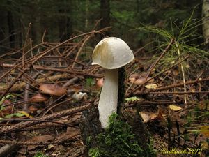 Klikni pro velký obrázek