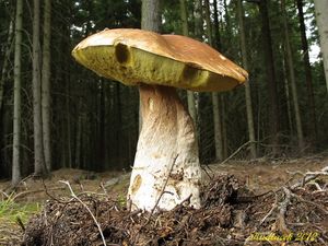 Klikni pro velký obrázek