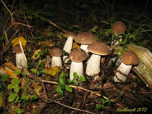 Klikni pro velký obrázek