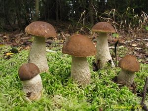 Klikni pro velký obrázek