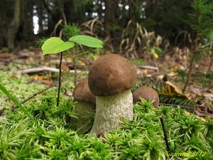 Klikni pro velký obrázek