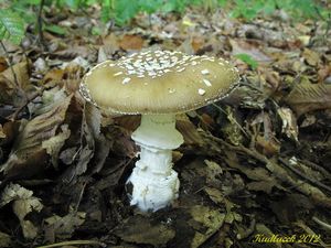 Klikni pro velký obrázek