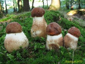 Klikni pro velký obrázek