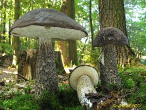 Klikni pro velký obrázek