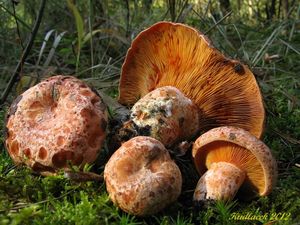 Klikni pro velký obrázek