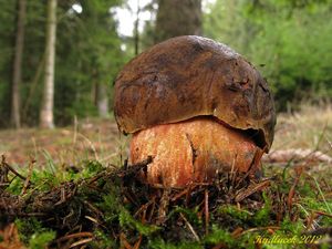 Klikni pro velký obrázek