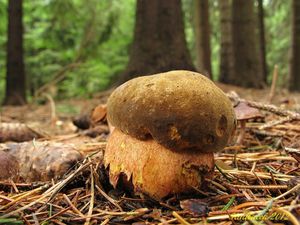 Klikni pro velký obrázek